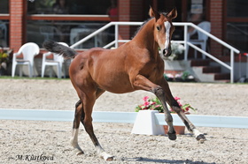 Tarzan Jumping